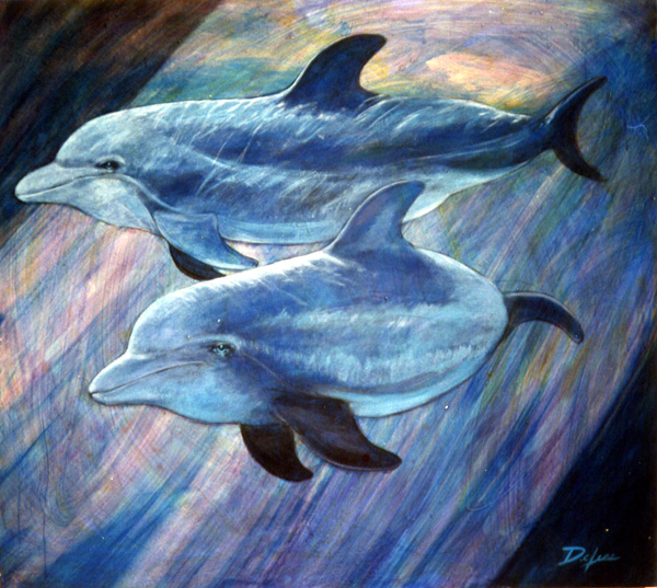Dolphinvibes.jpg